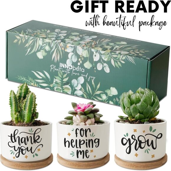 Colorful Parrot Appreciation Succulent Pot Trio - Picture 7 of 7